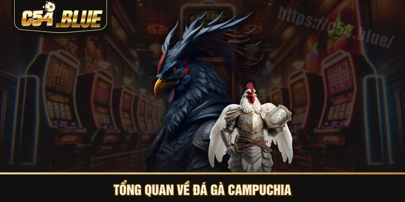 Tổng quan về đá gà Campuchia Tổng quan về đá gà Campuchia